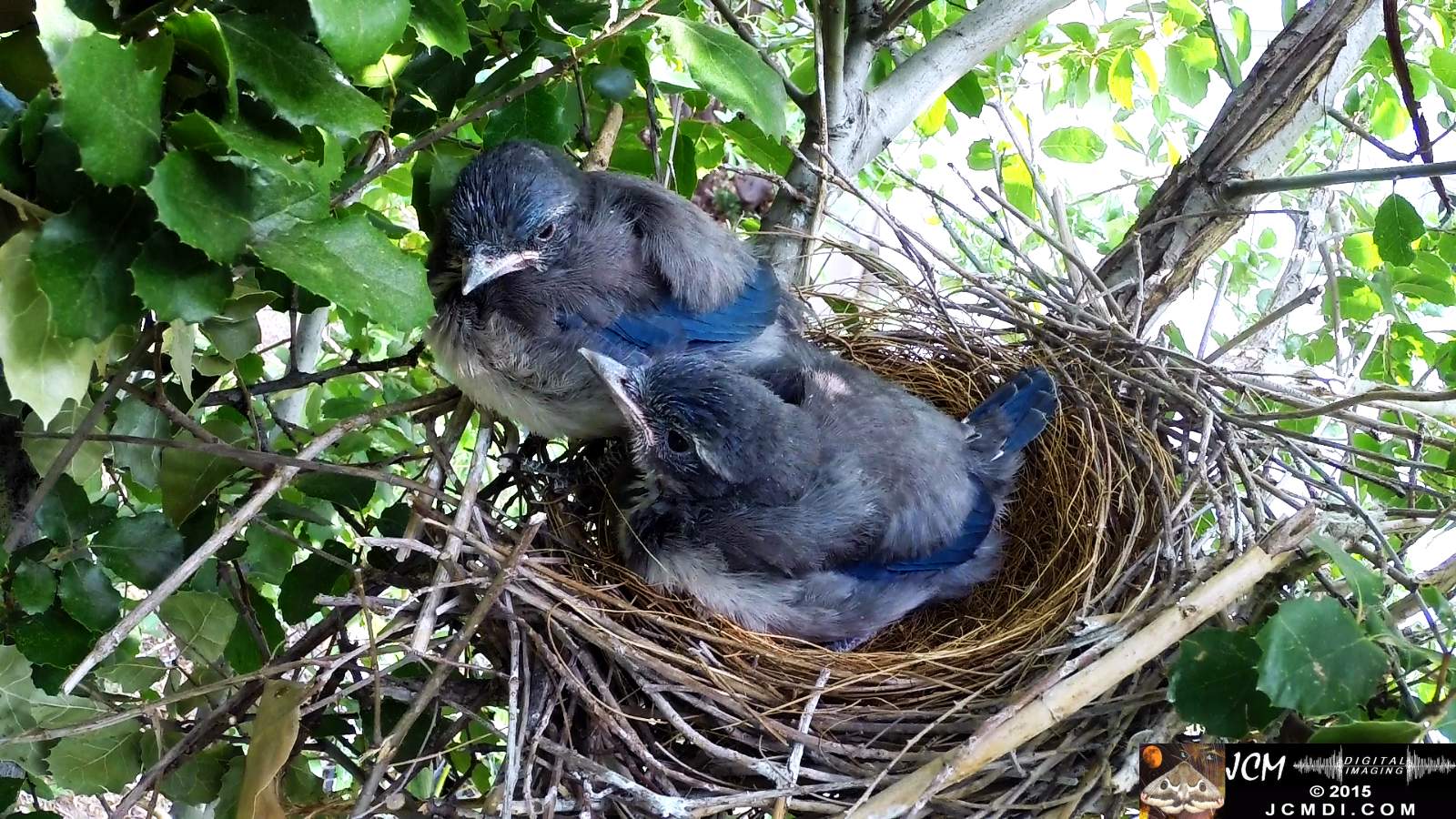 Scrub Jay Documentary Chicks resting